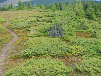 09.08.2012 12:27:21
09.08.2012
Munții Călimani
Rumänien 2012
Rumänien