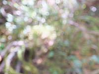 09.08.2012 14:08:22
09.08.2012
Munții Călimani
Rumänien 2012
Rumänien