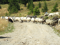 09.08.2012 14:39:57
09.08.2012
Munții Călimani
Rumänien 2012
Rumänien