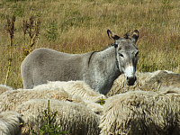09.08.2012 14:40:28
09.08.2012
Munții Călimani
Rumänien 2012
Rumänien