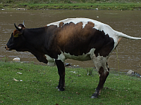 12.08.2012 15:07:36
12.08.2012
Rumänien 2012
Rumänien
Galerie