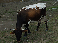 12.08.2012 15:08:48
12.08.2012
Rumänien 2012
Rumänien
Galerie