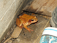 07.08.2012 21:35:28
07.08.2012
Rumänien 2012
Rumänien
Galerie