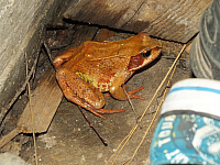 07.08.2012 21:35:42
07.08.2012
Rumänien 2012
Rumänien
Galerie