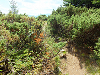 09.08.2012 12:45:33
09.08.2012
Munții Călimani
Rumänien 2012
Rumänien