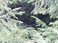 09.08.2012 12:50:53
09.08.2012
Munții Călimani
Rumänien 2012
Rumänien