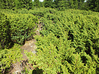 09.08.2012 13:56:21
09.08.2012
Munții Călimani
Rumänien 2012
Rumänien