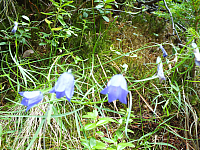 09.08.2012 14:07:45
09.08.2012
Munții Călimani
Rumänien 2012
Rumänien