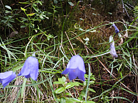 09.08.2012 14:07:56
09.08.2012
Munții Călimani
Rumänien 2012
Rumänien