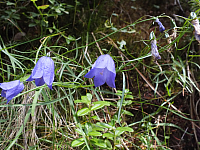 09.08.2012 14:08:00
09.08.2012
Munții Călimani
Rumänien 2012
Rumänien