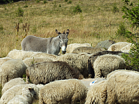 09.08.2012 14:40:22
09.08.2012
Munții Călimani
Rumänien 2012
Rumänien