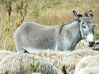 09.08.2012 14:40:35
09.08.2012
Munții Călimani
Rumänien 2012
Rumänien