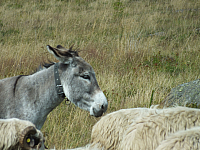 09.08.2012 14:40:39
09.08.2012
Munții Călimani
Rumänien 2012
Rumänien