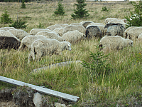 09.08.2012 14:40:47
09.08.2012
Munții Călimani
Rumänien 2012
Rumänien