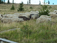 09.08.2012 14:40:51
09.08.2012
Munții Călimani
Rumänien 2012
Rumänien