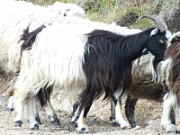 09.08.2012 14:43:22
09.08.2012
Munții Călimani
Rumänien 2012
Rumänien