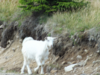 09.08.2012 14:43:52
09.08.2012
Munții Călimani
Rumänien 2012
Rumänien