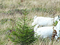 09.08.2012 14:43:58
09.08.2012
Munții Călimani
Rumänien 2012
Rumänien