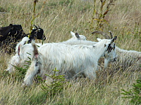 09.08.2012 14:44:04
09.08.2012
Munții Călimani
Rumänien 2012
Rumänien