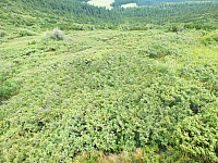 11.08.2012 15:03:24
11.08.2012 
Munții Călimani
Rumänien 2012
Rumänien