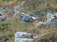 11.08.2012 15:39:47
11.08.2012 
Munții Călimani
Rumänien 2012
Rumänien
