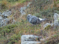 11.08.2012 15:39:55
11.08.2012 
Munții Călimani
Rumänien 2012
Rumänien