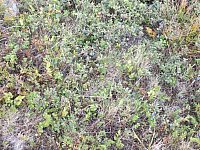 11.08.2012 16:49:37
11.08.2012 
Munții Călimani
Rumänien 2012
Rumänien