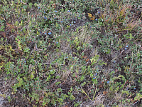 11.08.2012 16:49:44
11.08.2012 
Munții Călimani
Rumänien 2012
Rumänien