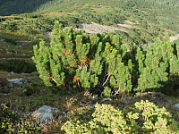 11.08.2012 16:57:47
11.08.2012 
Munții Călimani
Rumänien 2012
Rumänien