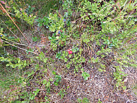 11.08.2012 17:23:42
11.08.2012 
Munții Călimani
Rumänien 2012
Rumänien