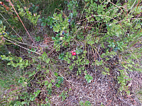 11.08.2012 17:23:46
11.08.2012 
Munții Călimani
Rumänien 2012
Rumänien