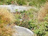 11.08.2012 17:24:59
11.08.2012 
Munții Călimani
Rumänien 2012
Rumänien