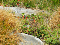 11.08.2012 17:25:05
11.08.2012 
Munții Călimani
Rumänien 2012
Rumänien