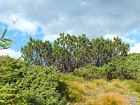 11.08.2012 17:25:22
11.08.2012 
Munții Călimani
Rumänien 2012
Rumänien