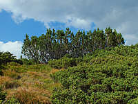 11.08.2012 17:25:36
11.08.2012 
Munții Călimani
Rumänien 2012
Rumänien