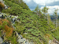 11.08.2012 17:28:47
11.08.2012 
Munții Călimani
Rumänien 2012
Rumänien