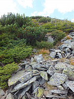 11.08.2012 17:30:11
11.08.2012 
Munții Călimani
Rumänien 2012
Rumänien