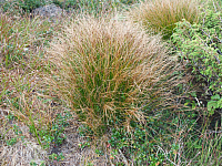 11.08.2012 17:30:54
11.08.2012 
Munții Călimani
Rumänien 2012
Rumänien