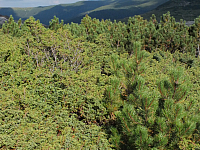 11.08.2012 17:34:43
11.08.2012 
Munții Călimani
Rumänien 2012
Rumänien