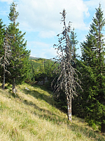 11.08.2012 17:57:57
11.08.2012 
Munții Călimani
Rumänien 2012
Rumänien