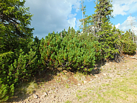 11.08.2012 17:58:16
11.08.2012 
Munții Călimani
Rumänien 2012
Rumänien