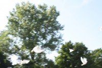 12.06.2015 16:40:18
Friedensfest 2015
Grundschule Garching West
Garching
Galerie