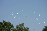 12.06.2015 16:40:25
Friedensfest 2015
Grundschule Garching West
Garching
Galerie