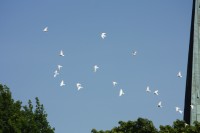 12.06.2015 16:40:27
Friedensfest 2015
Grundschule Garching West
Garching
Galerie