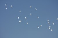 12.06.2015 16:40:28
Friedensfest 2015
Grundschule Garching West
Garching
Galerie