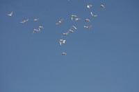 12.06.2015 16:40:29
Friedensfest 2015
Grundschule Garching West
Garching
Galerie