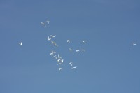 12.06.2015 16:40:32
Friedensfest 2015
Grundschule Garching West
Garching
Galerie