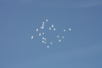 12.06.2015 16:40:33
Friedensfest 2015
Grundschule Garching West
Garching
Galerie