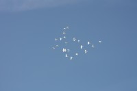 12.06.2015 16:40:34
Friedensfest 2015
Grundschule Garching West
Garching
Galerie