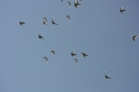 12.06.2015 16:40:36
Friedensfest 2015
Grundschule Garching West
Garching
Galerie